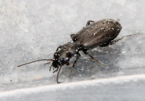 Réf. 116 934 : Syntomus sp.