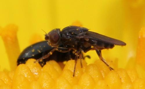 Oscinellinae
