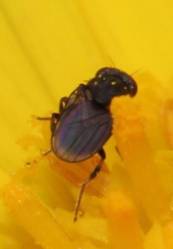 Réf. 116 854 : Oscinellinae inconnu