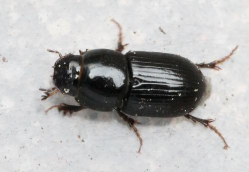 Réf. 116 937 : Calamosternus granarius
