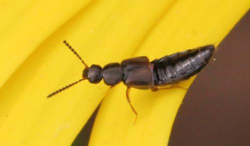 Atheta sp.