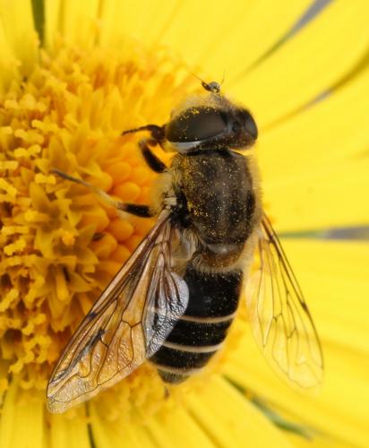 Eristalis arbustorum