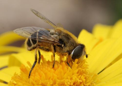Eristalis arbustorum