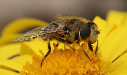 Réf. 116 945 : Eristalis arbustorum