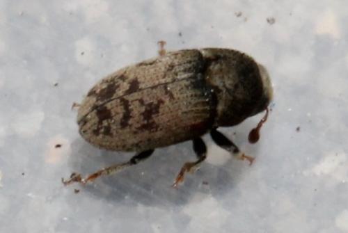 Hylesinus sp.