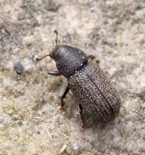 Hylurgops sp.