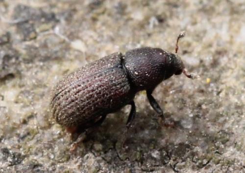 Hylurgops sp.