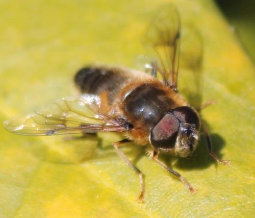 Eristalis pertinax