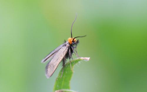 Cauchas rufifrontella