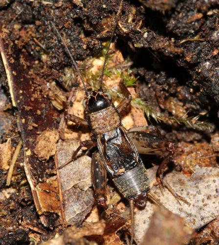 Nemobius sylvestris sylvestris