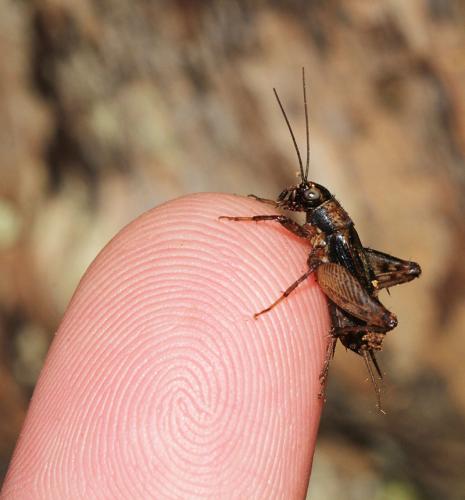 Nemobius sylvestris sylvestris