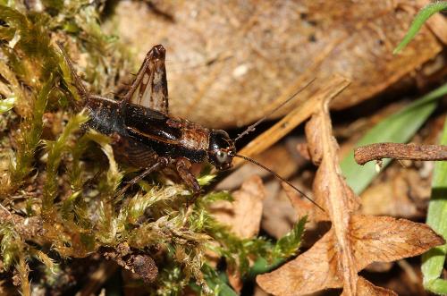 Nemobius sylvestris sylvestris