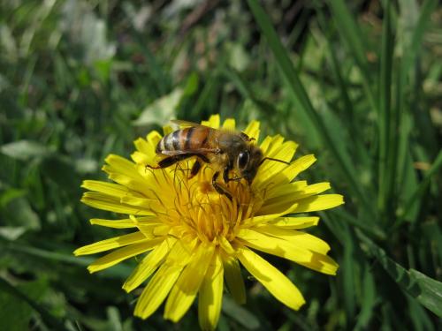 Apis mellifera