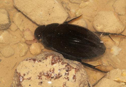 Réf. 116 144 : Hydrophilus pistaceus