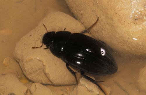 Réf. 116 152 : Hydrophilus pistaceus