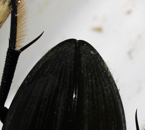 Réf. 116 153 : Hydrophilus pistaceus