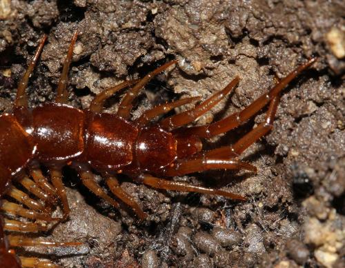 Réf. 116 755 : Lithobius pilicornis
