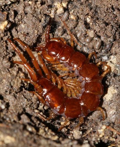 Réf. 116 753 : Lithobius pilicornis