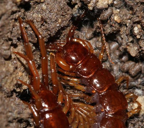 Réf. 116 754 : Lithobius pilicornis