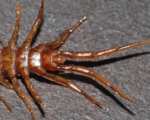 Lithobius pilicornis