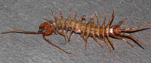 Lithobius pilicornis