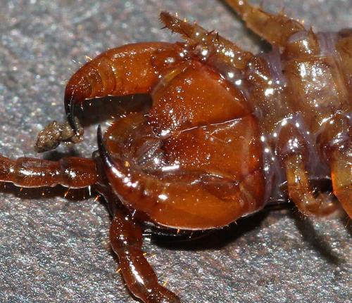 Lithobius pilicornis