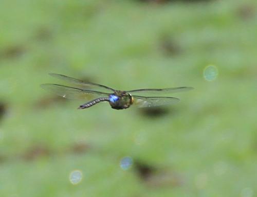Anax guttatus