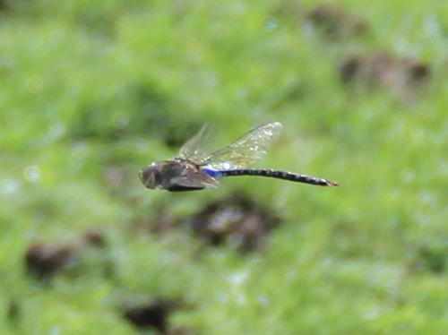 Anax guttatus