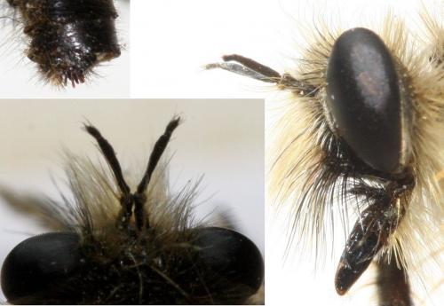 Réf. 116 186 : Crobilocerus auriger