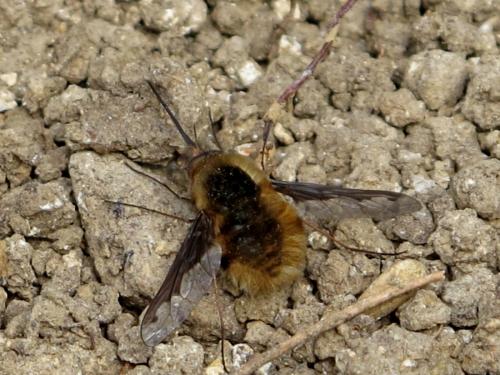 Réf. 116 270 : Bombylius major