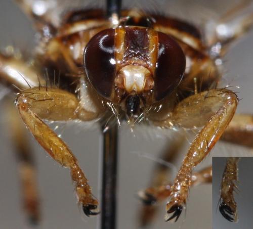 Hippobosca equina