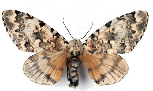 Bathyra sp.