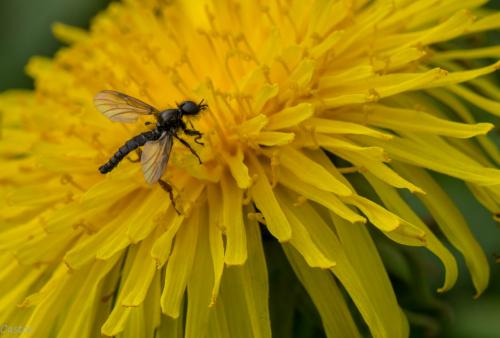 Bibio sp.