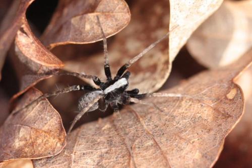 Pardosa sp.