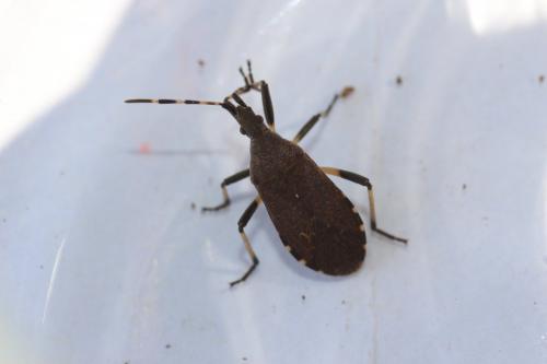 Dicranocephalus medius