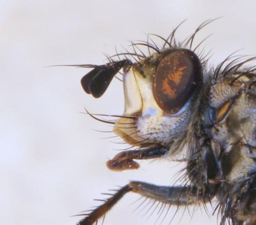 Linnaemya picta