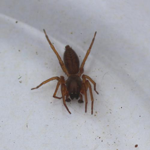 Clubiona comta