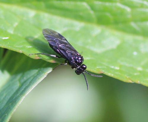 Réf. 116 608 : Monophadnus latus
