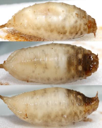Mallota eurasiatica