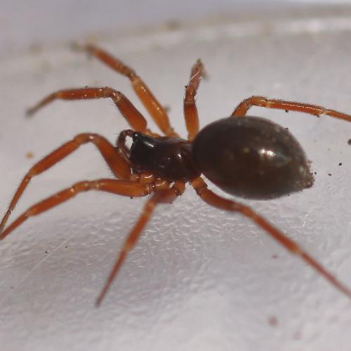 Walckenaeria acuminata