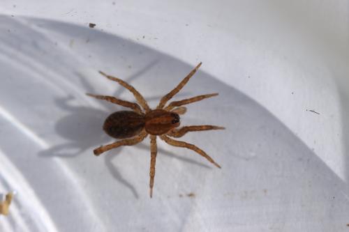 Trochosa sp.