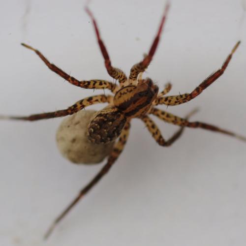 Réf. 116 792 : Hygrolycosa rubrofasciata