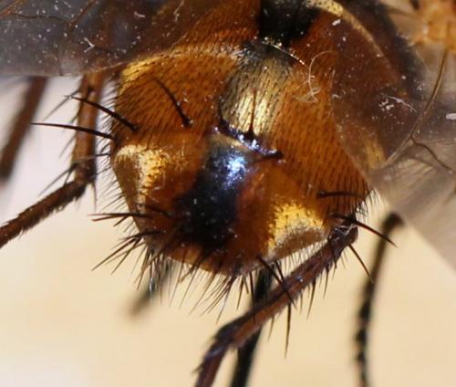 Tachina fera