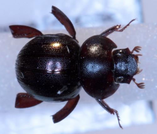 Réf. 116 392 : Ceratocanthus amazonicus