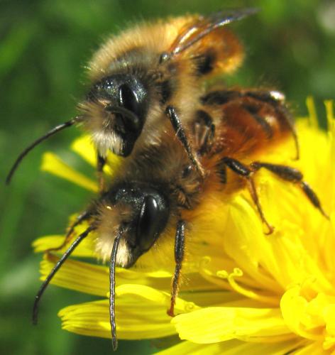 Réf. 116 133 : Osmia bicornis