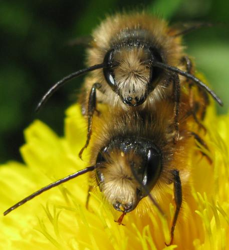 Réf. 116 128 : Osmia bicornis