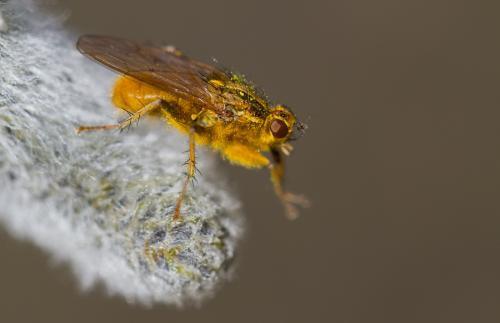 Scathophaga stercoraria