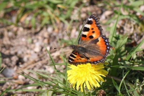 Aglais urticae