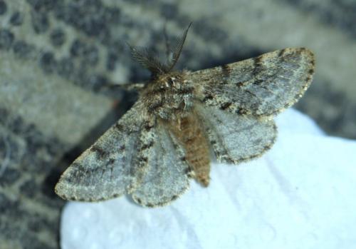 Lycia hirtaria