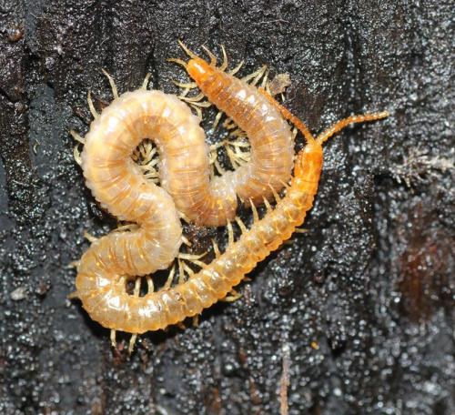 Geophilus carpophagus